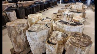 Petrified Wood Manufacturer & Supplier