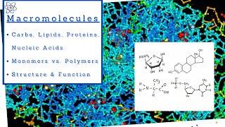 Biology 101 (BSC1010) Chapter 5 - The Structure and Function of Large Biological Molecules