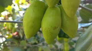 Indian Jujube Tree, Great Fruit