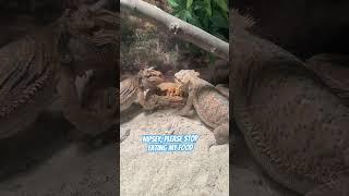 Eat together… fight after  #beardeddragon #lizard #habitat #lizardcommunity #reptiles #animals