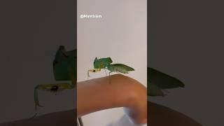 Cobra Mantis self-grooming