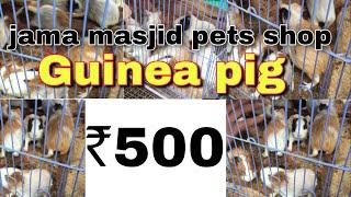 Jama masjid pets shop || delhi birds market || GS Birds Info