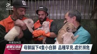 復育瀕危非洲白獅 阿爾及利亞動物園順利產4幼獅｜20221216 公視新聞全球話