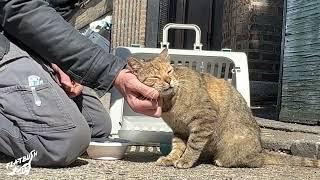 Brooklyn street cat finally finds a home