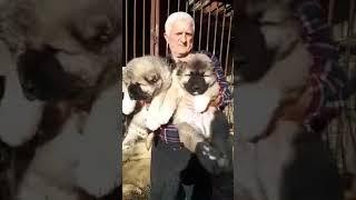 +995 555 73 40 73 კავკასიური ნაგაზი, Caucasian (GEORGIAN) Shepherd - kavkasiuri nagazi