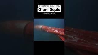 The Giant Squid Is The Perfect Monster