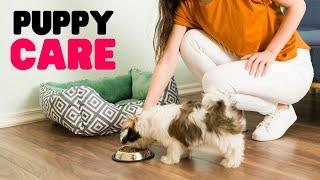 Shih Tzu Puppy Care: A Complete Guide for New Owners