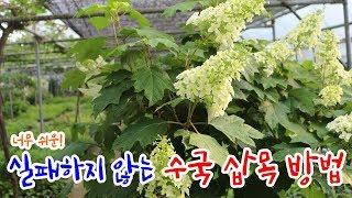 초보자도 쉬운 수국 삽목방법 / 수국 삽목시기 - how to cuttage hydrangea