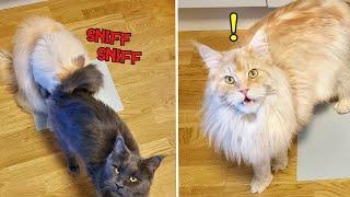 Funny Reaction To Bad Smell  | Maine Coon Cats!