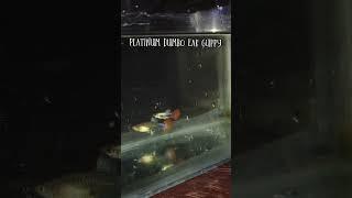 Unboxing Exotic Guppy.. #guppy#guppyfish