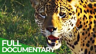 Wild Colombia | Part 3: Journey To The Heart of The Amazon | Free Documentary Nature