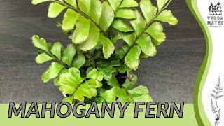 MAHOGANY FERN Information, Description & More! (Didymochlaena truncatula)