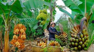 Harvest Purple Bananas To Sell At The Market, Improve Soil, And Plant Vegetables| Lý Tiểu Liên
