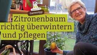 Zitronenbaum richtig überwintern und pflegen