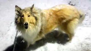 Rough Collie Jessie catches the first snow like a fox with his mouth in the evening walk