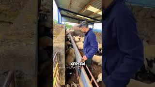 У себя на ферме они придумали специальный проход для овец!