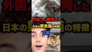 【海外の反応】外国人が驚愕した日本の野良猫の特徴3選#海外の反応 #海外 #雑学 #日本 #外国人 #外国 #野良猫