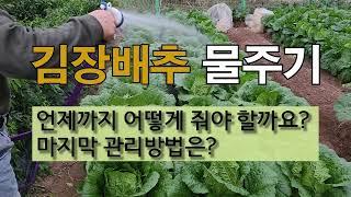 김장배추 물 주기 언제까지 어떻게 줘야 할까요? 마지막 관리 방법은? #주말농장  #배추 물 주기 #배추 단단하게 가꾸는 방법.