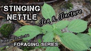 Stinging Nettles, Foraging, harvesting, tea & tincture making