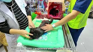 LTT Animal- Rescue | Emergency Rescue: How We Saved a Cat Family in Crisis, Their Journey to Health