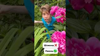 Что я выращиваю по мнению моего сына. Часть 2 #пионы #колеус #хоста #люпин #бальзамин #оксалис