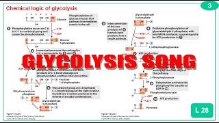 Glycolysis Song (Parody of "Stronger" by Kanye West)