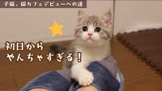 生後約2か月の子猫をお迎えしたら癒された【スコティッシュフォールド】