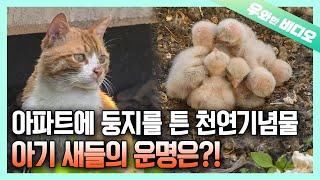 일촉즉발의 긴박한 상황, 아기 새들의 운명은?! | The Fate of Baby Birds... A Tinderbox Situation!!