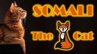 Somali cat - The fox cat