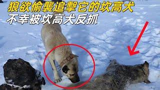 坎高犬單挑野狼，狼欲偷襲追過來的狗，不幸被牧羊犬反抓