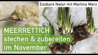 MEERRETTICH stechen & vorbereiten im November, köstliche Wurzeln gegen Bakterien & Viren