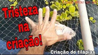 Perca de peixe por falta de oxigenação, #pisicultura #OXIGENACAO #peixesmorrendo