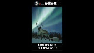 포유류 - 3 순록 (Reindeer, Caribou)