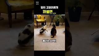 덩치 고양이에게 함부로 까불면…