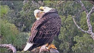 AEF NEFL Eagles ~ Gabby & Beau Meet At The Nest Tree! Gabby's Nippy Greeting!   9.16.24