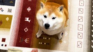 Shibe gets happier with each step that his family takes.