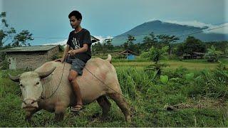 Suasana Desa Yang Bikin Betah | Keliling Kampung