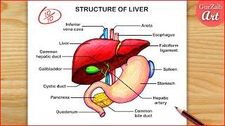 How To Draw Liver Diagram / Human Liver Drawing / Easy way