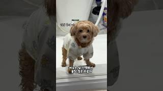 장마철 홀딱 젖은 아기 라꿍이 #강아지 #말티푸 #shorts