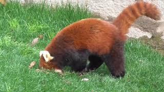 The confused behavior of the Red Panda