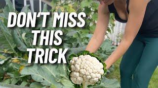 Growing Massive Cauliflowers in Hot Weather Like a Pro!