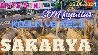 15.06 2024 Sakarya koyun ve keçi (küçükbaş) pazarı