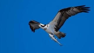 PHOTOGRAPHING An OSPREY With A FISH: Story Behind An Image