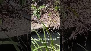 Агрессивная змея по дороге с рыбалки на Пхукете... #рыбалка #змея #пхукет