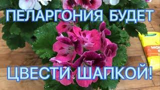 Хотите чтобы ПЕЛАРГОНИЯ цвела пышно? Отличные три УДОБРЕНИЯ для цветения!