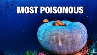 Top 10 Most Poisonous Fishes IN THE WORLD