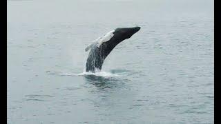 Humpback whales breaching, Special Tours Akureyri, Iceland