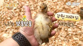 I’m a 12 Day Old Gangwon Jaerae Chick [I’m A Baby 82th Lead]