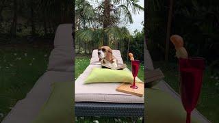 Beagle Settles in With a Good Book || ViralHog