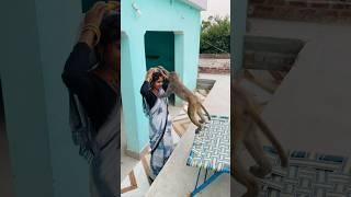 Itni kirpa sanware banaye rakhna #shree_krishna_ringtone #monkeyvideosforkids #monkey